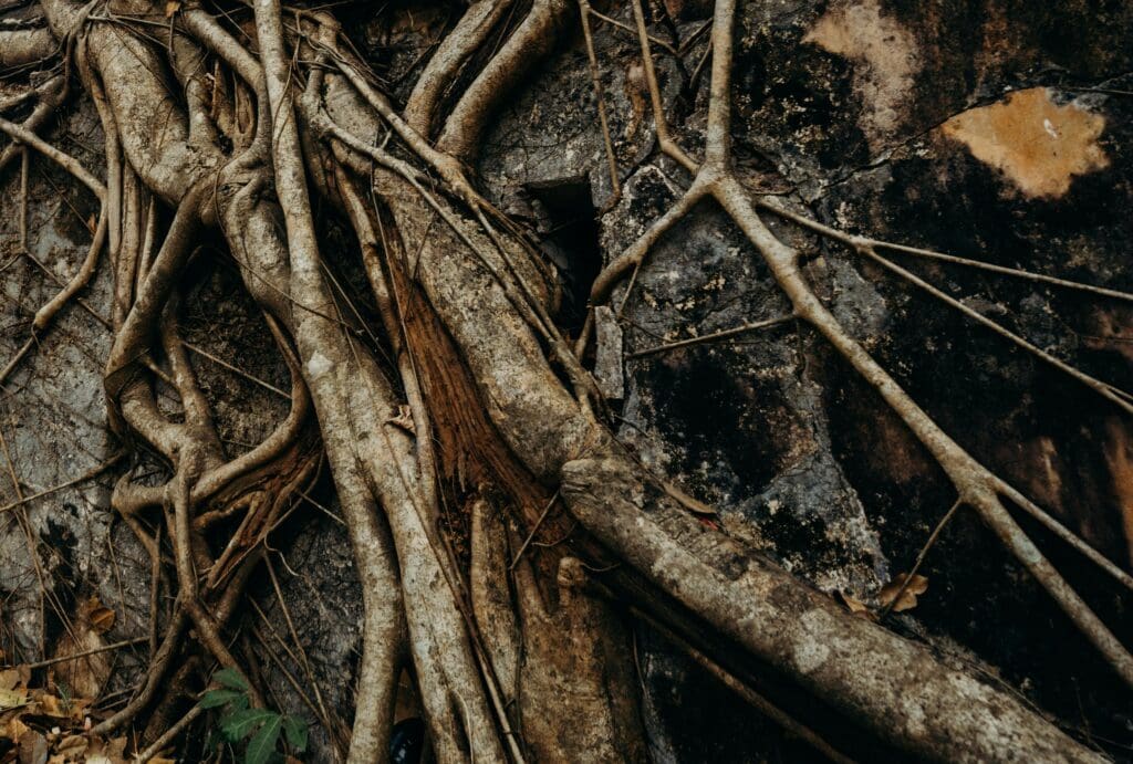 tree rot damage